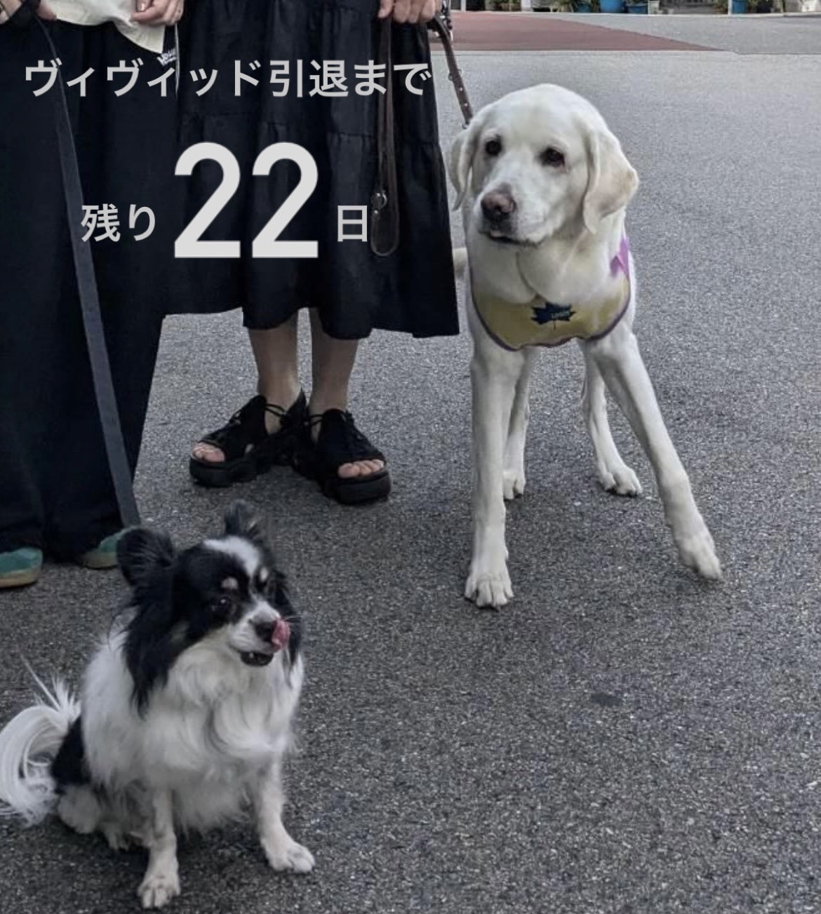 散歩気分のヴィヴィッド