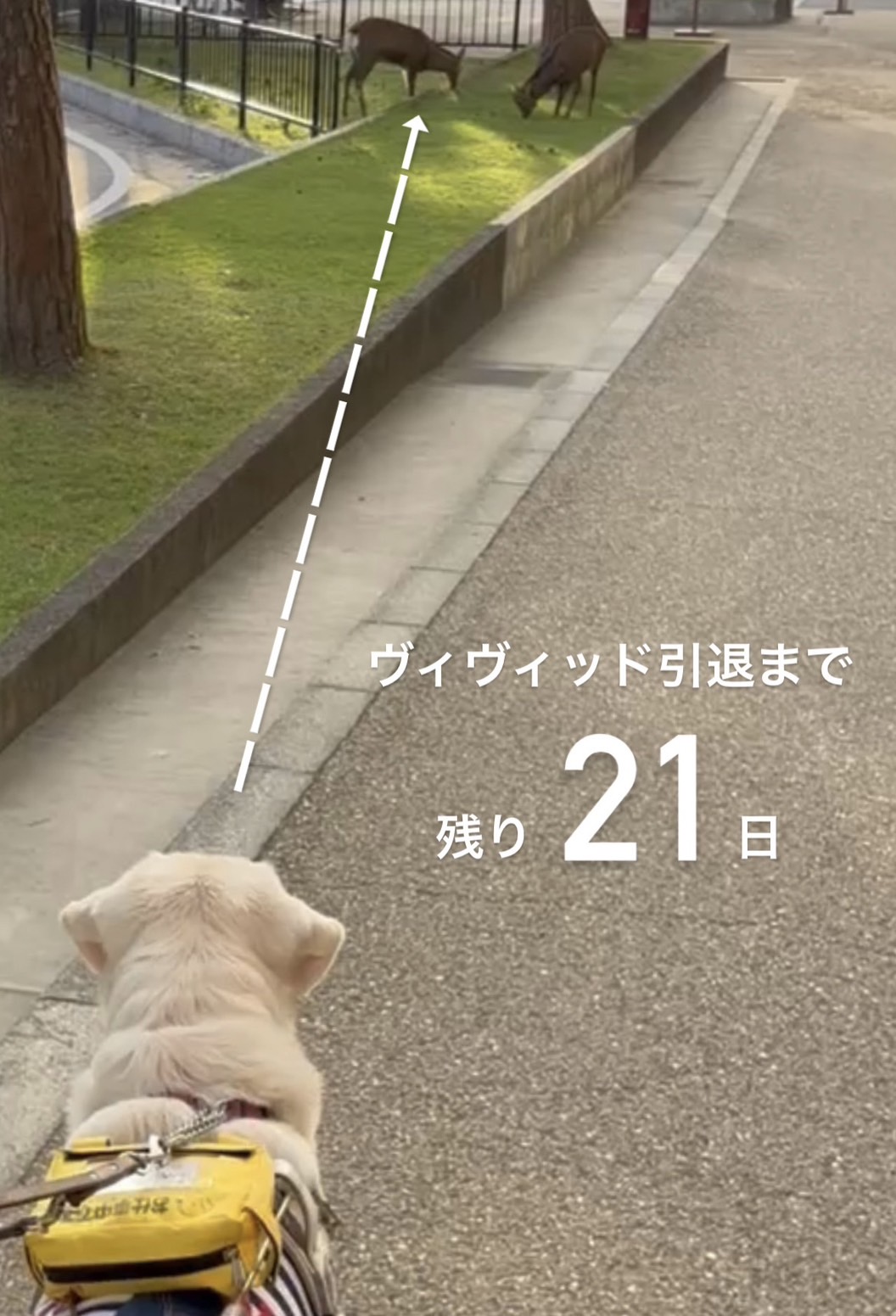 鹿を見つめるヴィヴィッド