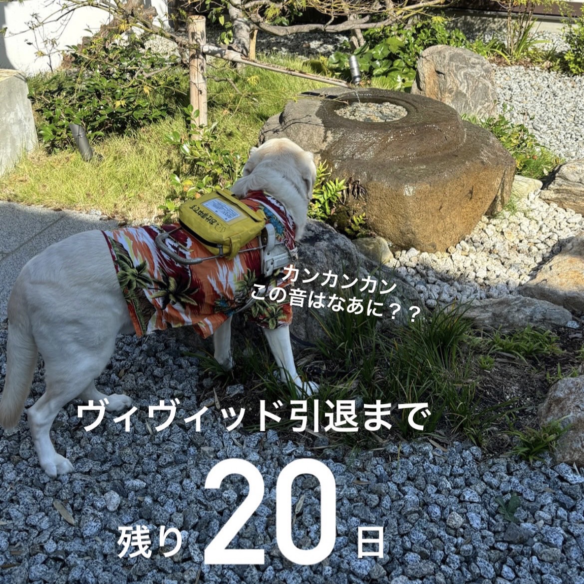 ししおどしを見つめるヴィヴィッド