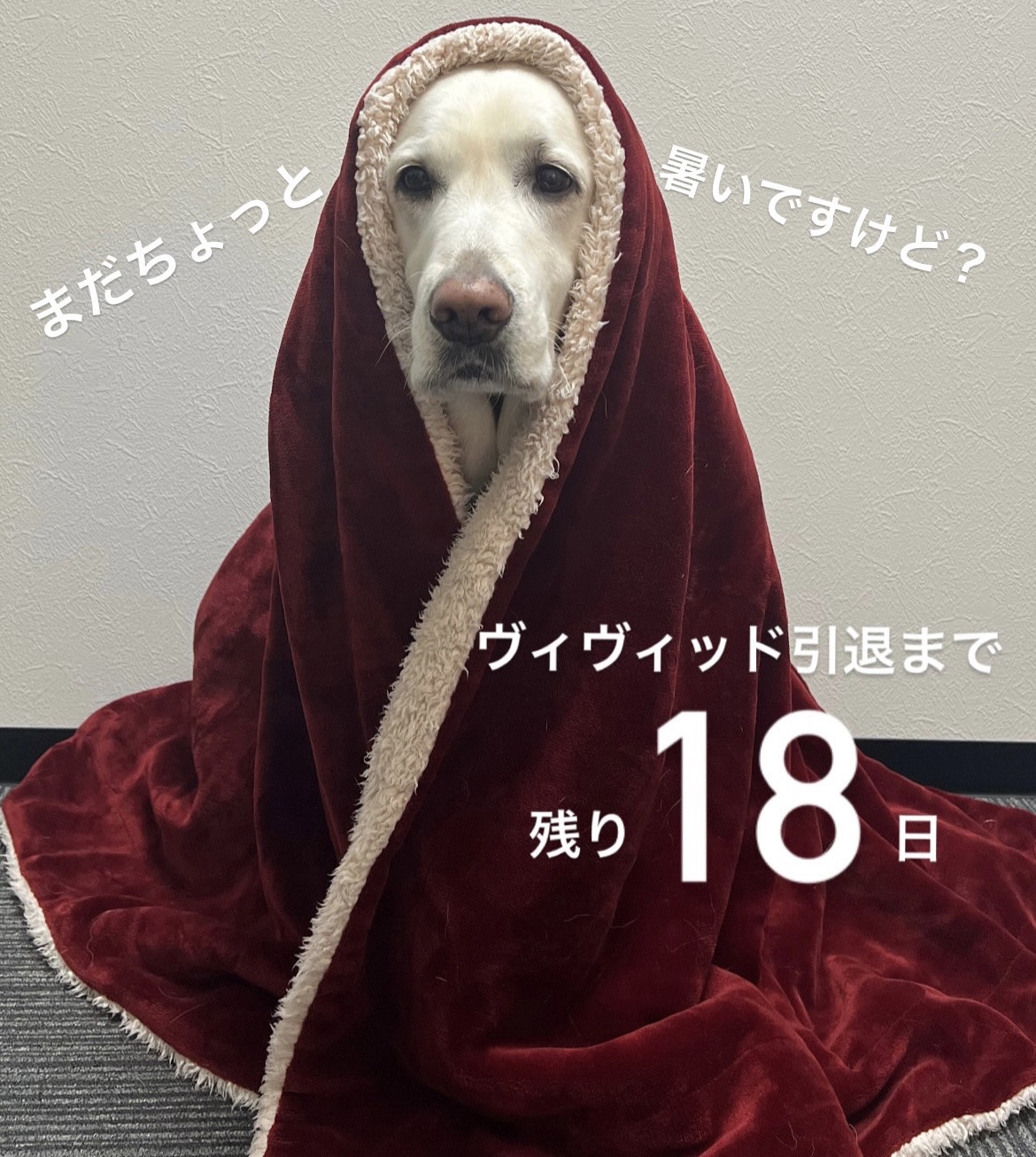 毛布に包まるヴィヴィッド