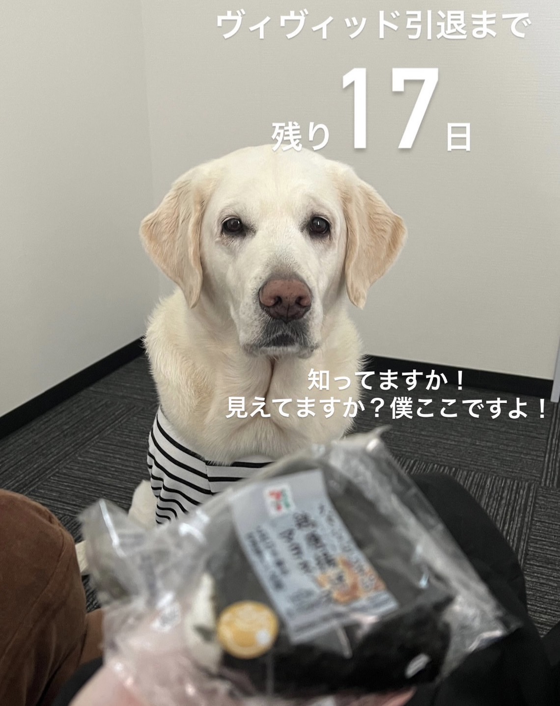 おにぎりを見ているヴィヴィッド