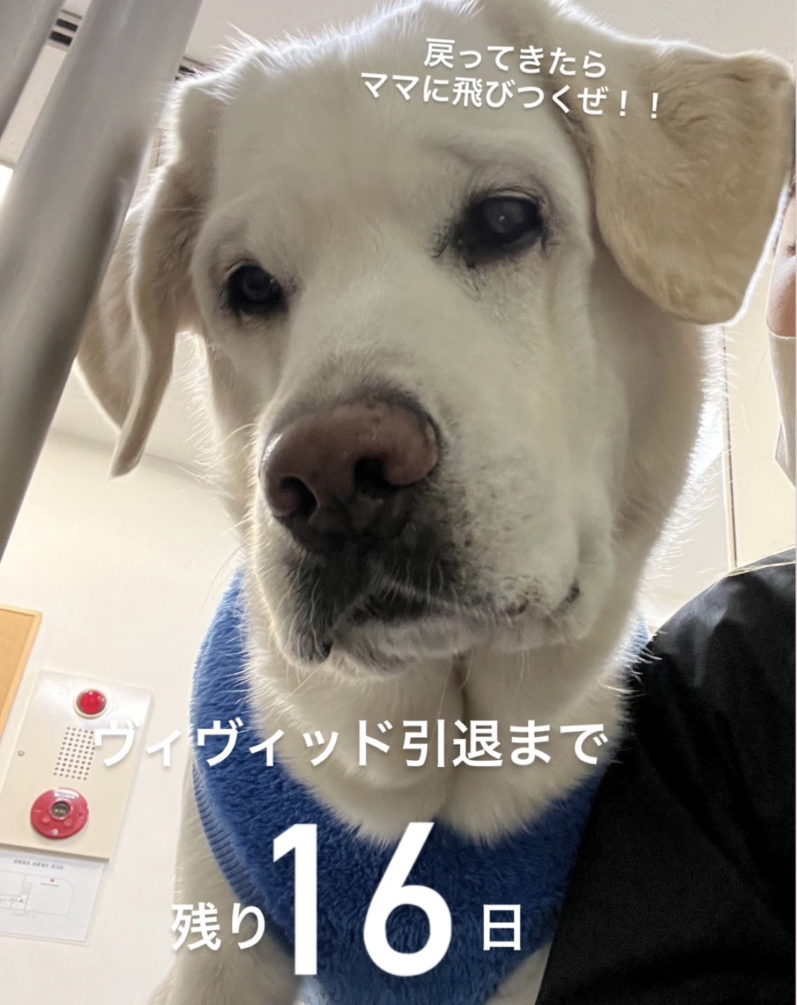 困ったさん顔のヴィヴィッド