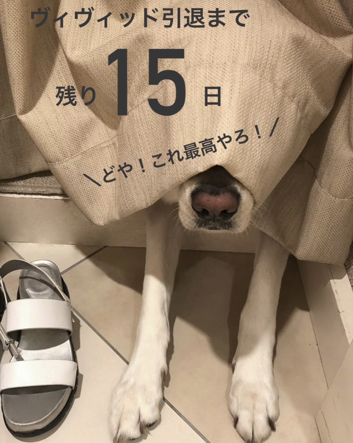 カーテンで目を隠すヴィヴィッド
