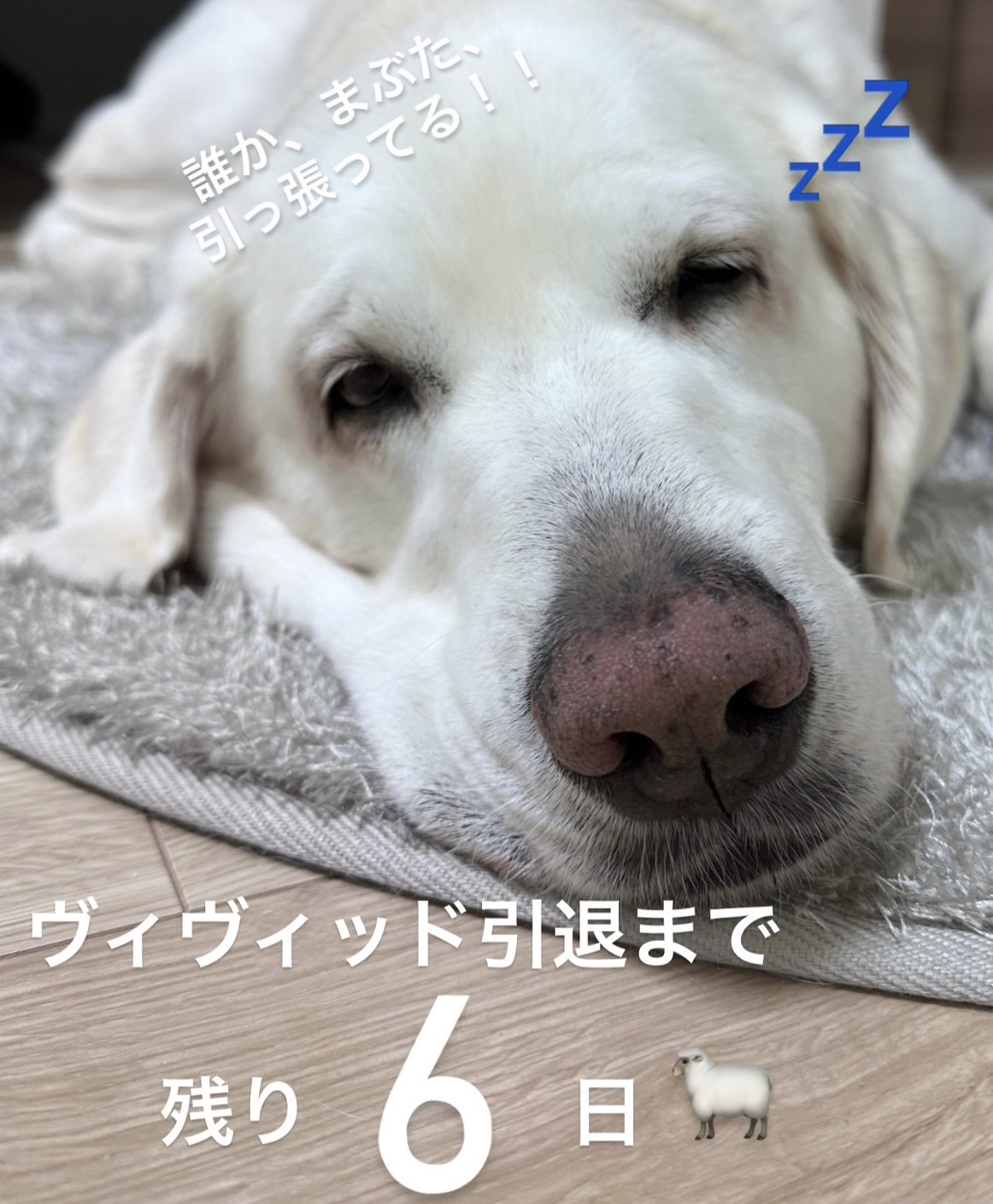 ぐっすり眠るヴィヴィッド