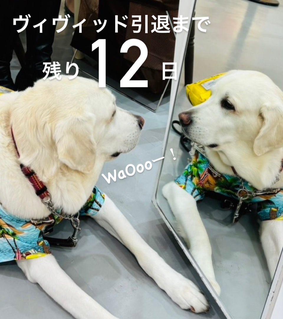 鏡を見つめるヴィヴィッド