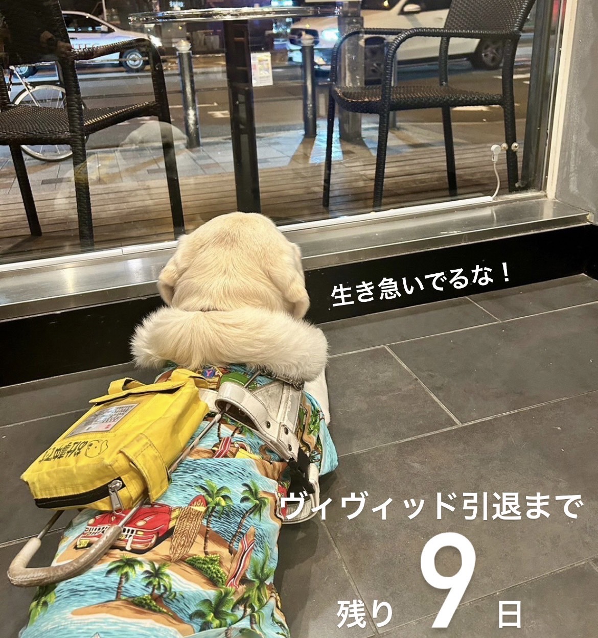 Starbucksを見つめるヴィヴィッド