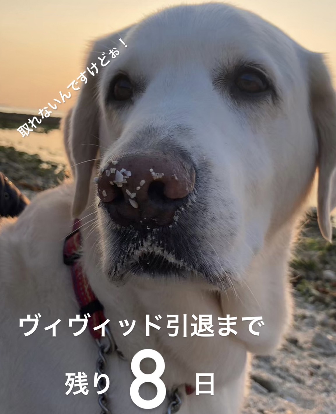 大量の砂がついたヴィヴィッド